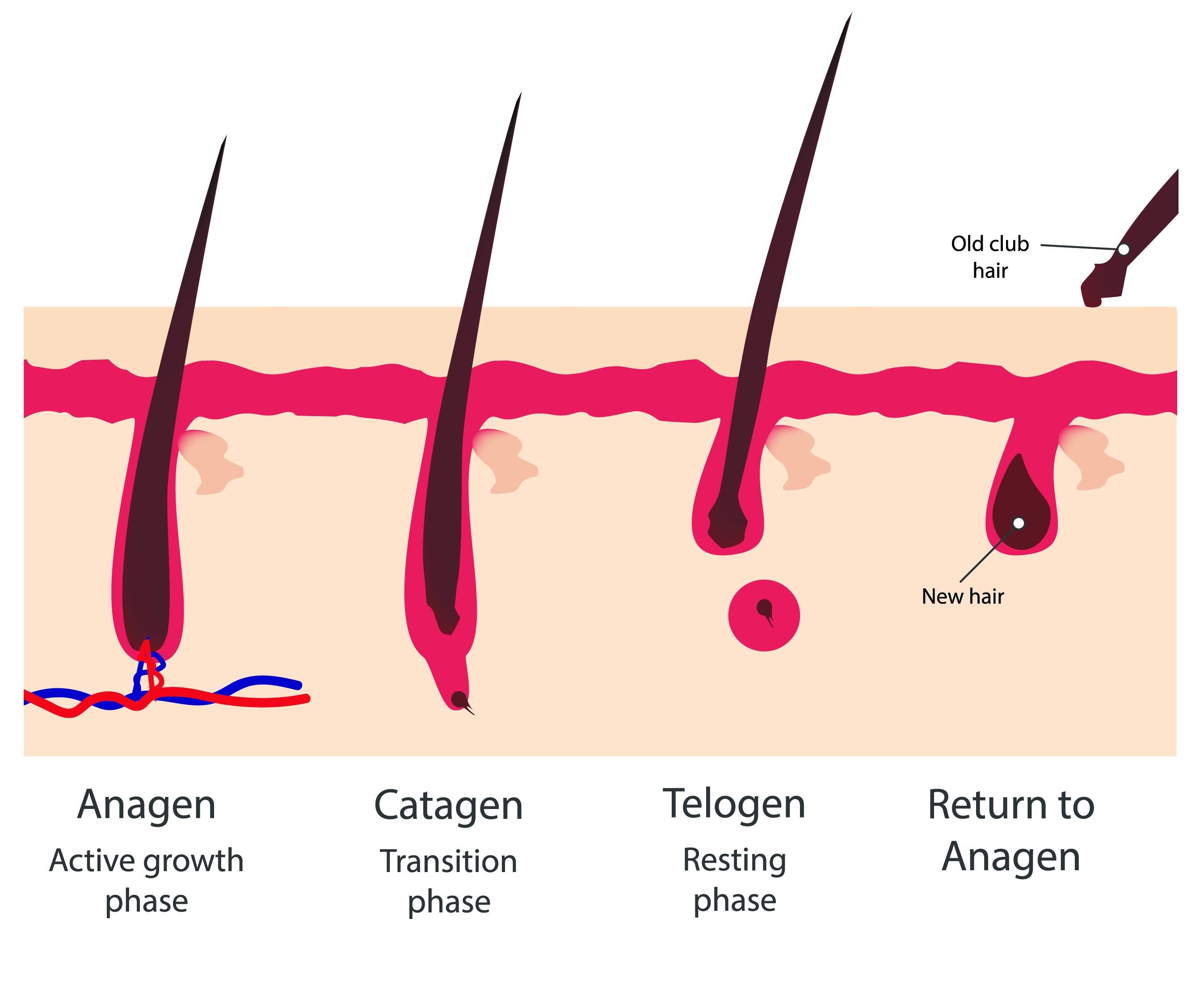 Understanding Your Hair Growth Cycle: Exploring the Three Stages of Hair Growth Phase